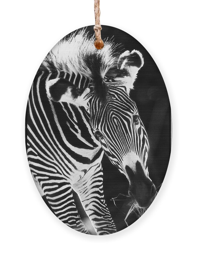 Animals Ornament featuring the photograph Gravy Zebra by Perla Copernik