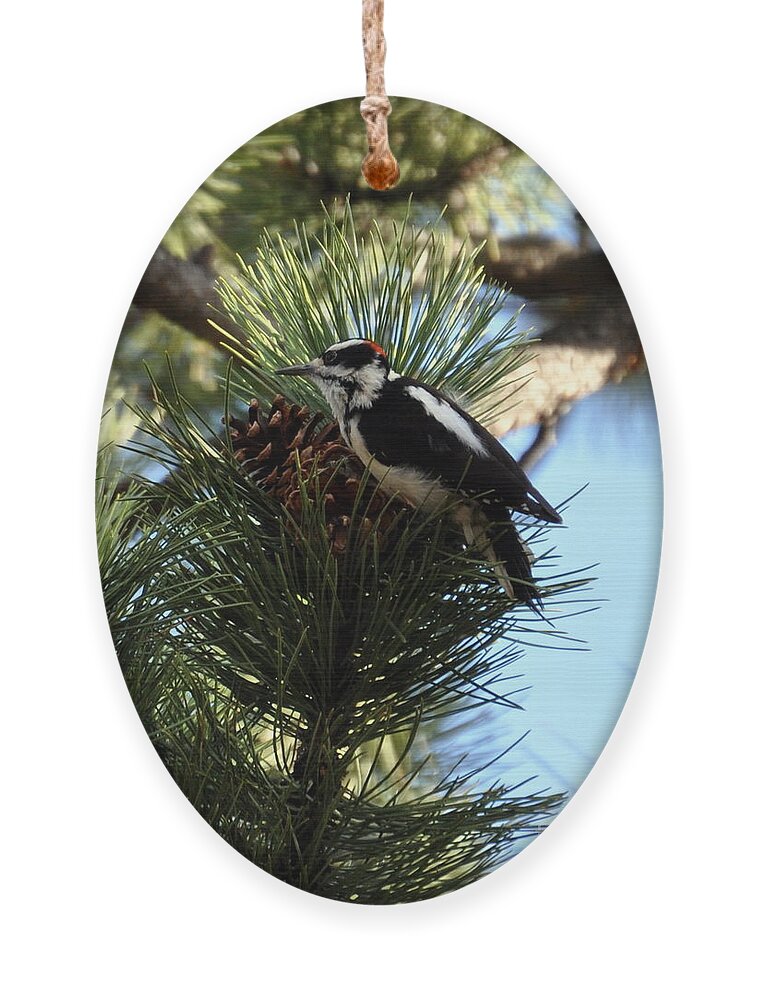 Woodpecker Ornament featuring the photograph Hairy Woodpecker on Pine Cone by Dorrene BrownButterfield