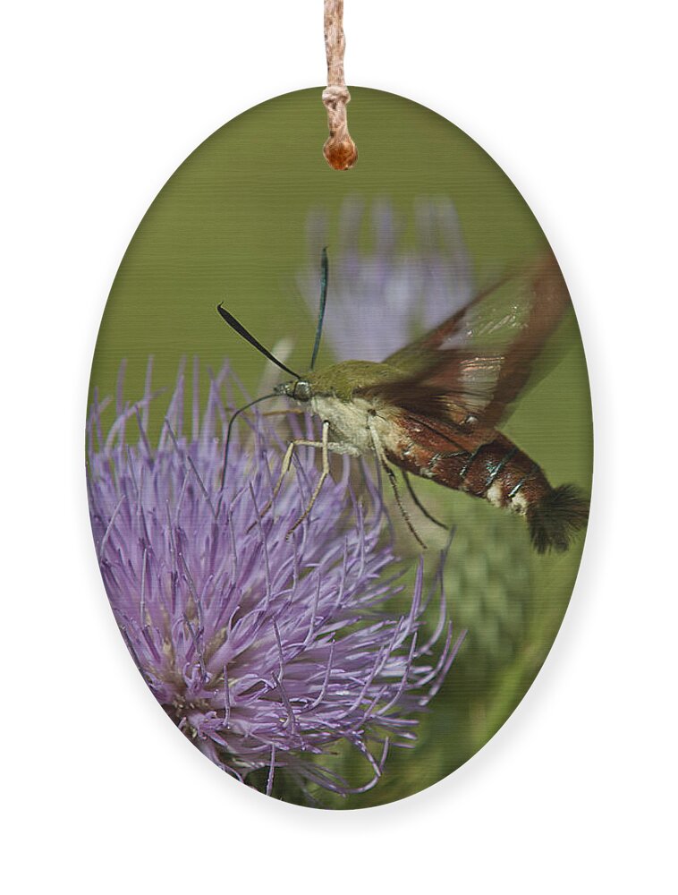 Nature Ornament featuring the photograph Hummingbird or Clearwing Moth DIN178 by Gerry Gantt