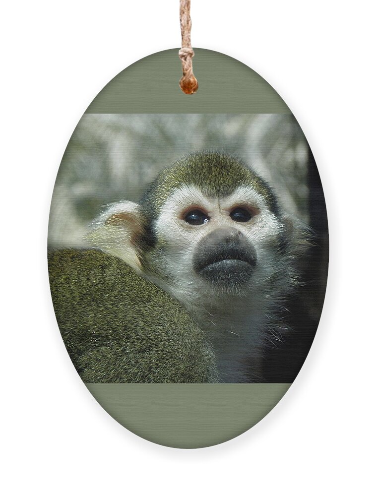 Monkey Ornament featuring the photograph In Thought by Kim Galluzzo