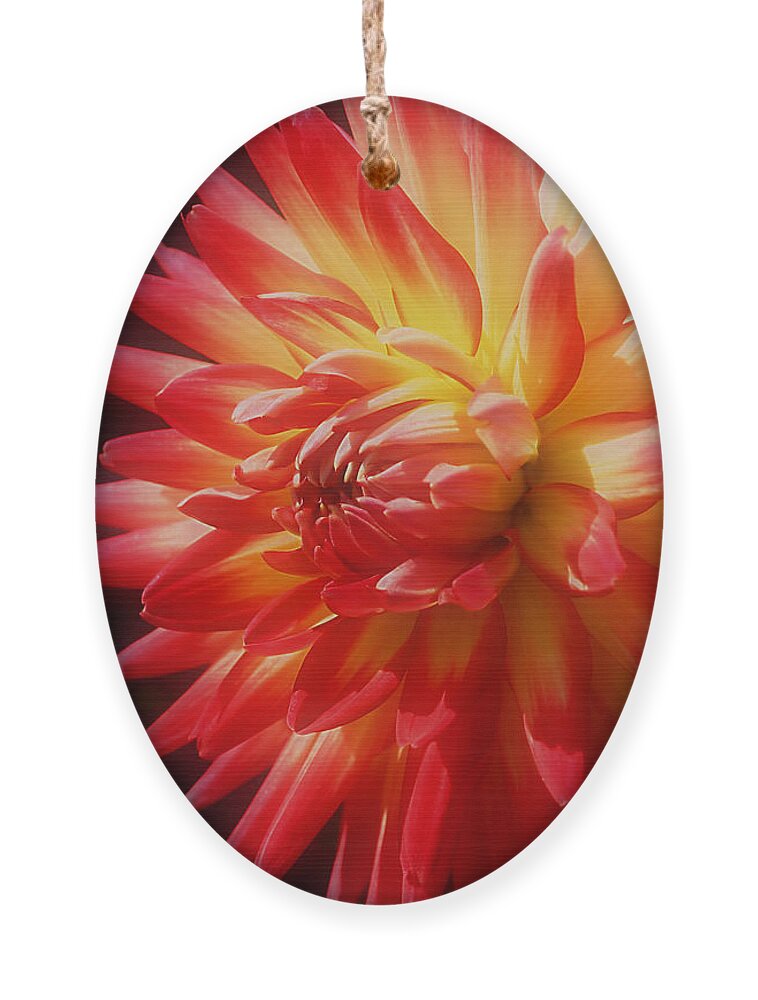 Flower Ornament featuring the photograph Intense Dahlia Soft by Smilin Eyes Treasures