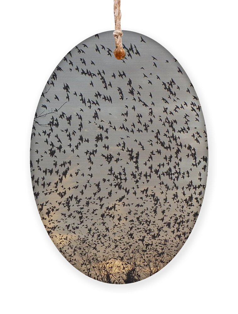 Starlings Ornament featuring the photograph Invasion Of The Birds by Kim Galluzzo