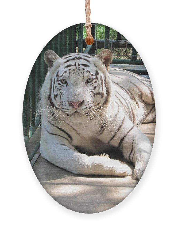 Tiger Ornament featuring the photograph Kimar the white tiger by Keith Stokes