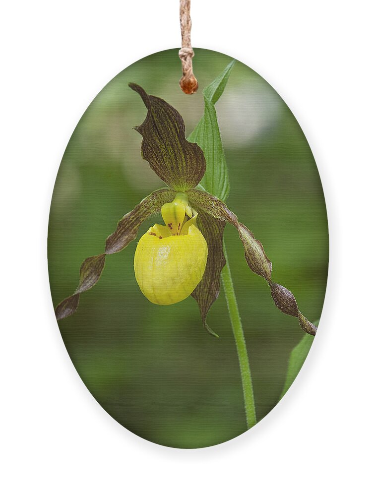 Nature Ornament featuring the photograph Large Yellow Lady Slipper Orchid DSPF0251 by Gerry Gantt