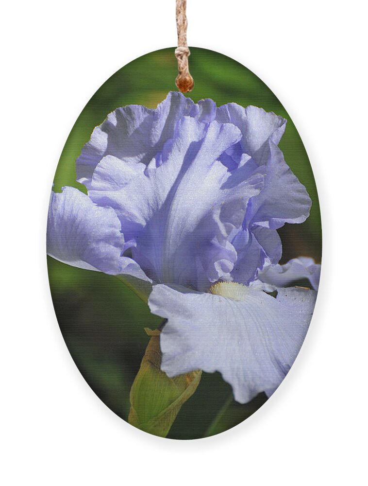 Beautiful Iris Ornament featuring the photograph Lilac Blue Iris Flower by Jai Johnson