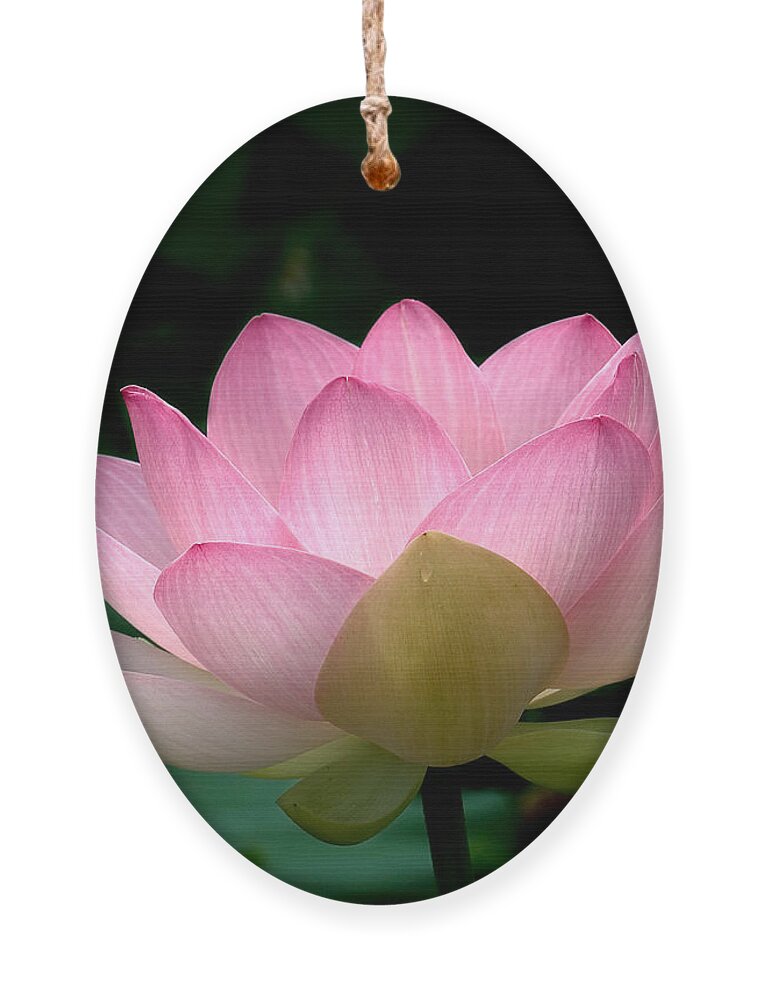 Nature Ornament featuring the photograph Lotus Beauty--Blushing DL003 by Gerry Gantt