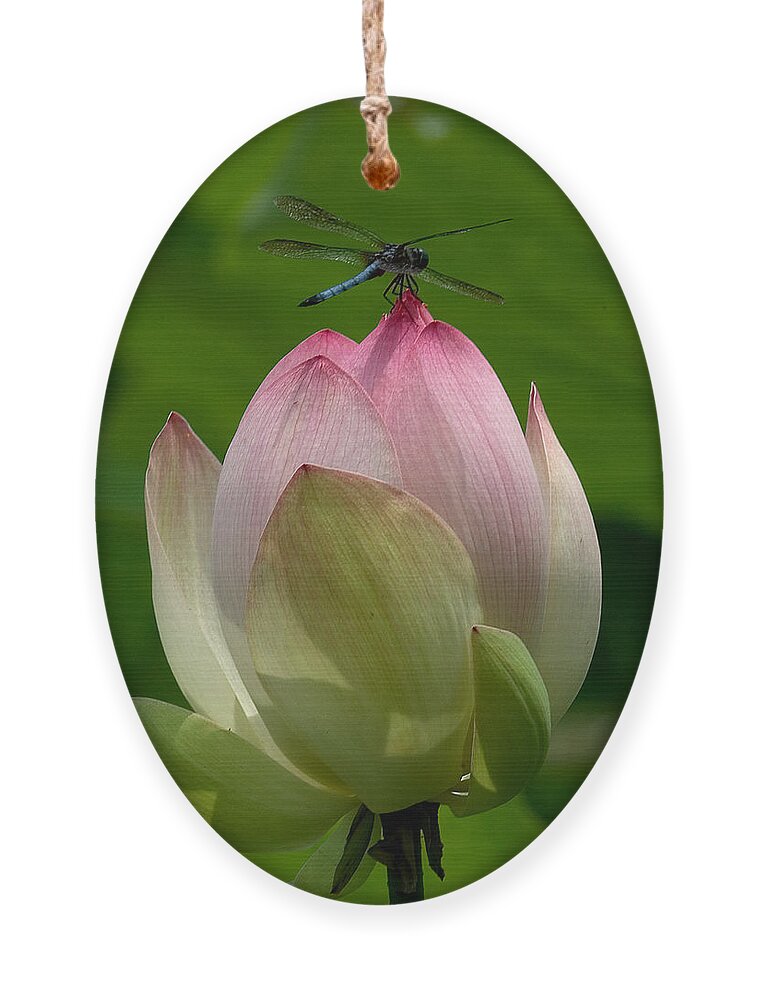 Nature Ornament featuring the photograph Lotus Bud and Blue Dasher Dragonfly--Supporting Role DL019 by Gerry Gantt