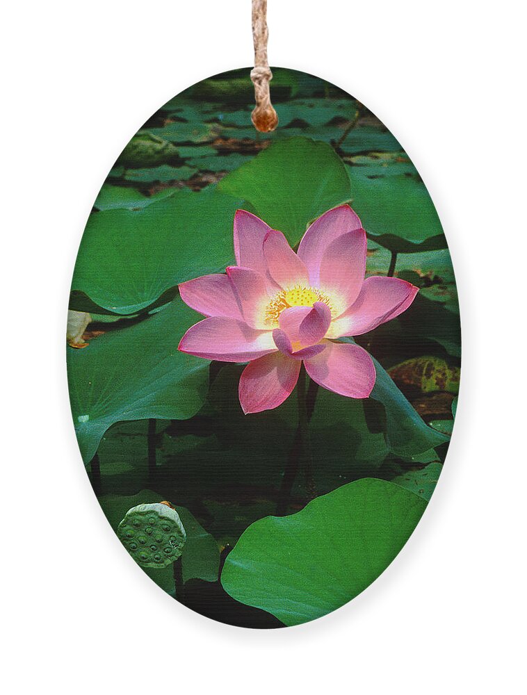 Nature Ornament featuring the photograph Lotus Flower and Capsule 24A by Gerry Gantt