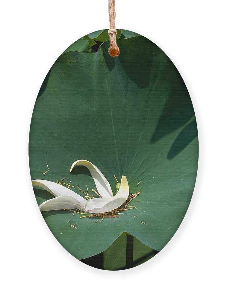 Nature Ornament featuring the photograph Lotus Leaf--Castoff iii DL060 by Gerry Gantt