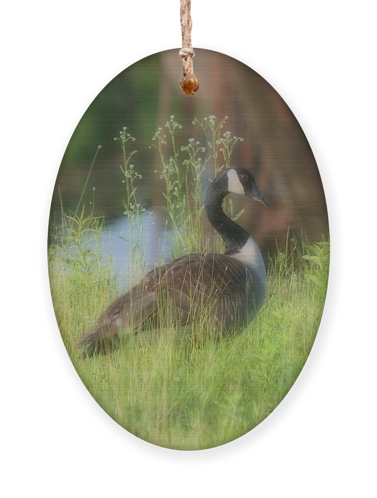 Canada Goose Ornament featuring the photograph Lovely Lady Canada Goose by Smilin Eyes Treasures