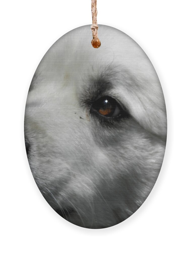 Great Pyrenees Ornament featuring the photograph Loving eyes and Face by Kim Galluzzo