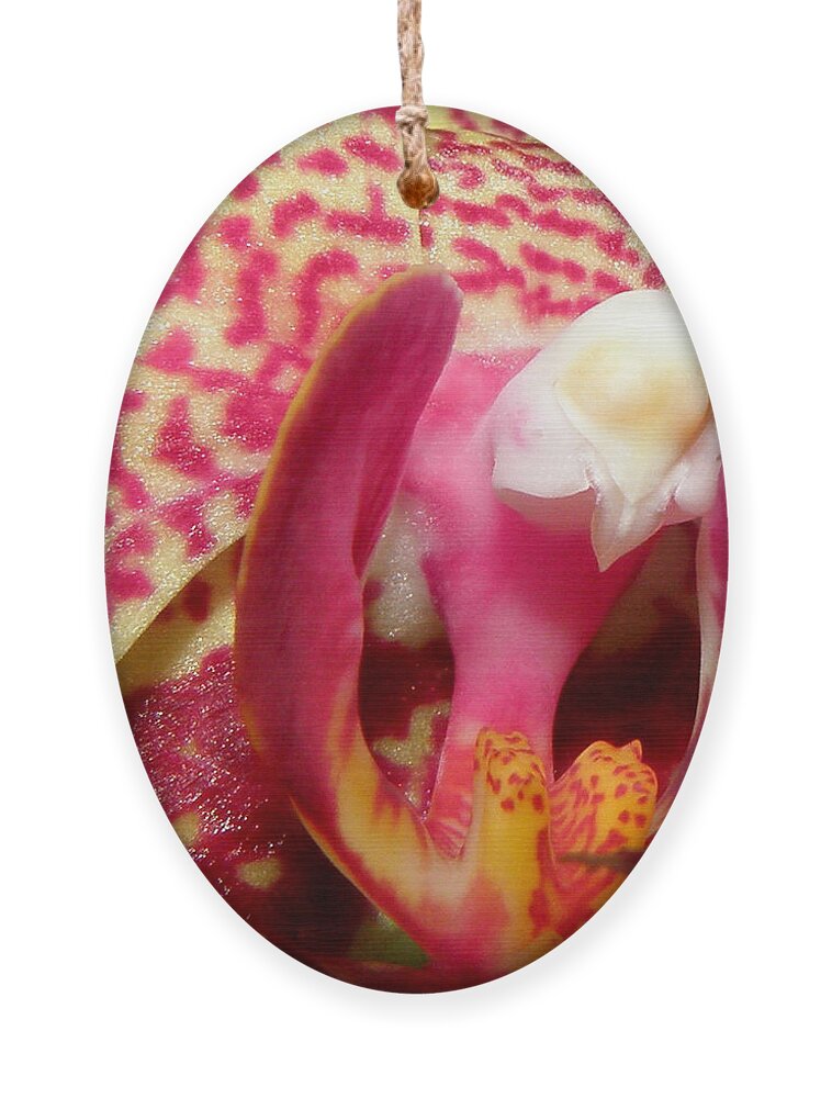 Orchid Ornament featuring the photograph Magical Beauty by Kim Galluzzo