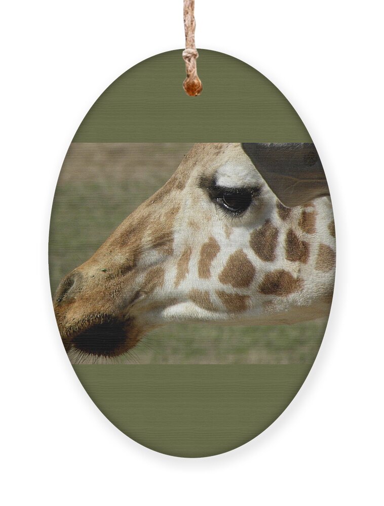 Giraffe Ornament featuring the photograph Marks Of Beauty by Kim Galluzzo