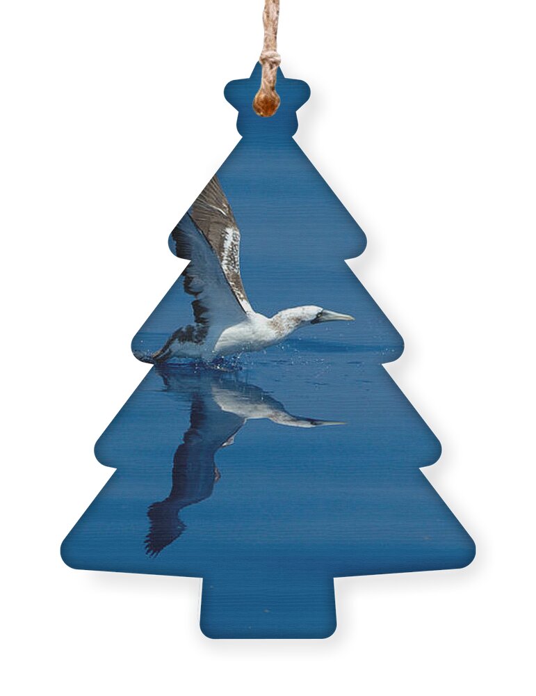 Masked Booby Ornament featuring the photograph Masked Booby by Bradford Martin