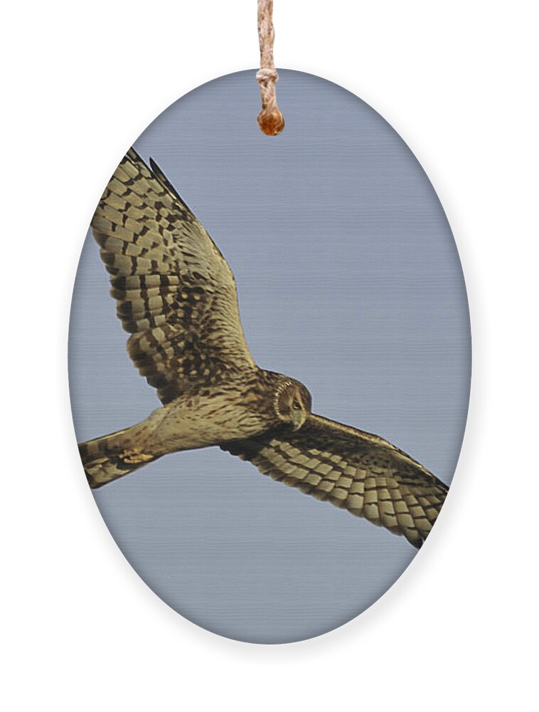 Northern Harrier Ornament featuring the photograph Northern Harrier by Bradford Martin