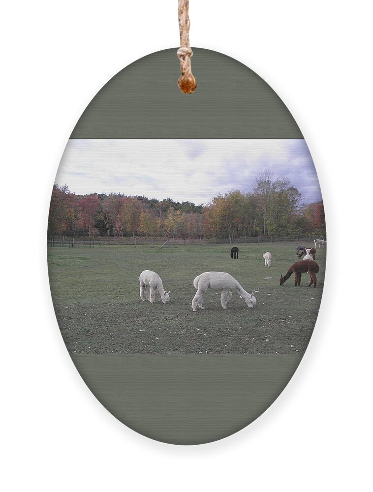 Alpaca Ornament featuring the photograph On The Alpaca Farm by Kim Galluzzo