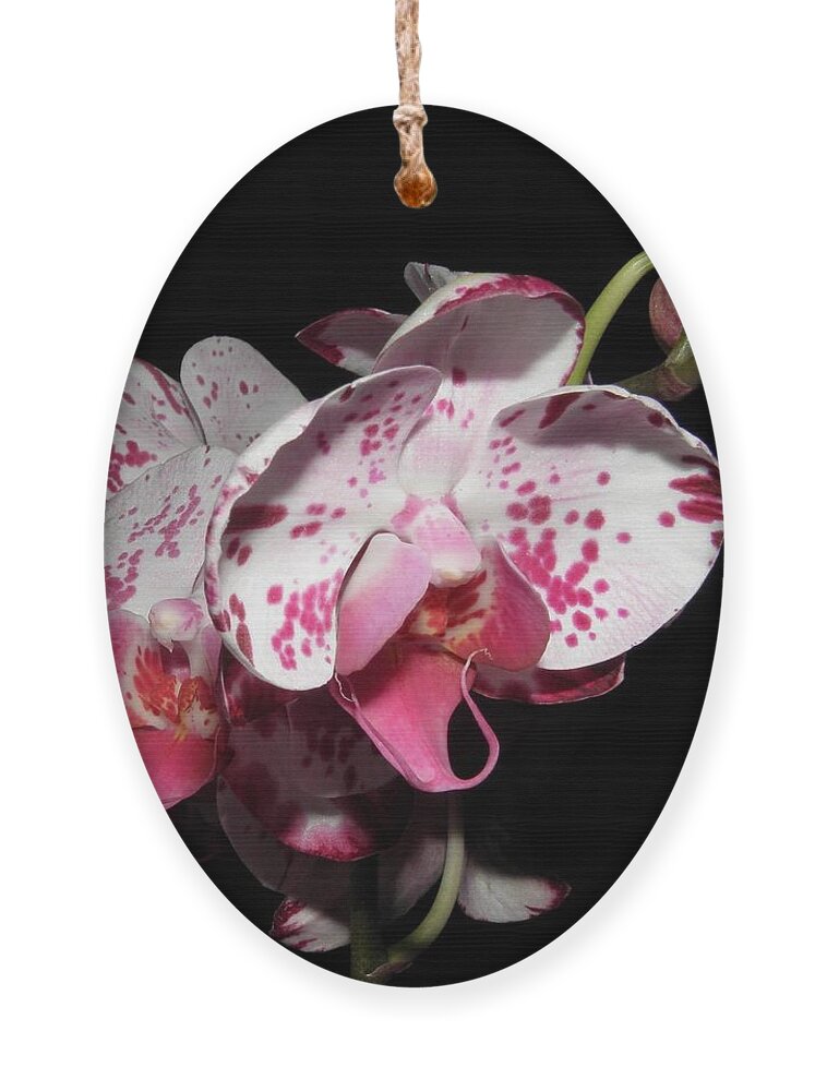 Orchid Ornament featuring the photograph Orchid beauties by Kim Galluzzo