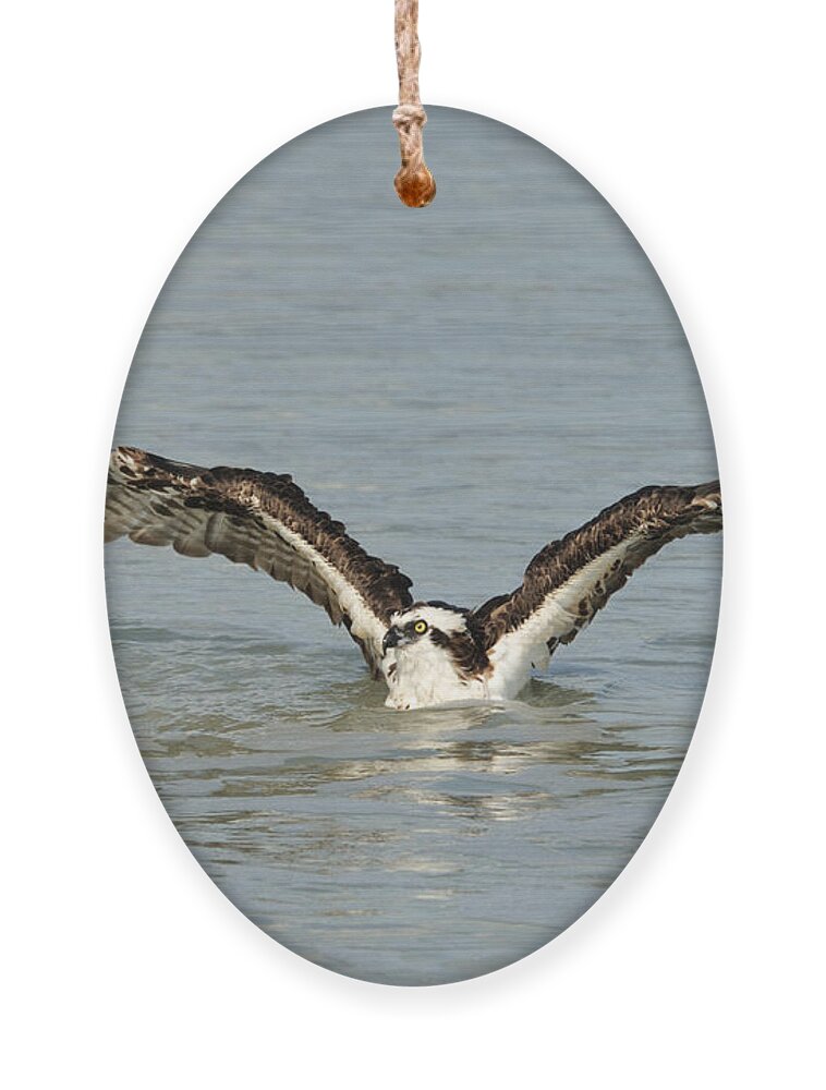 Osprey Ornament featuring the photograph Osprey Bathing by Bradford Martin