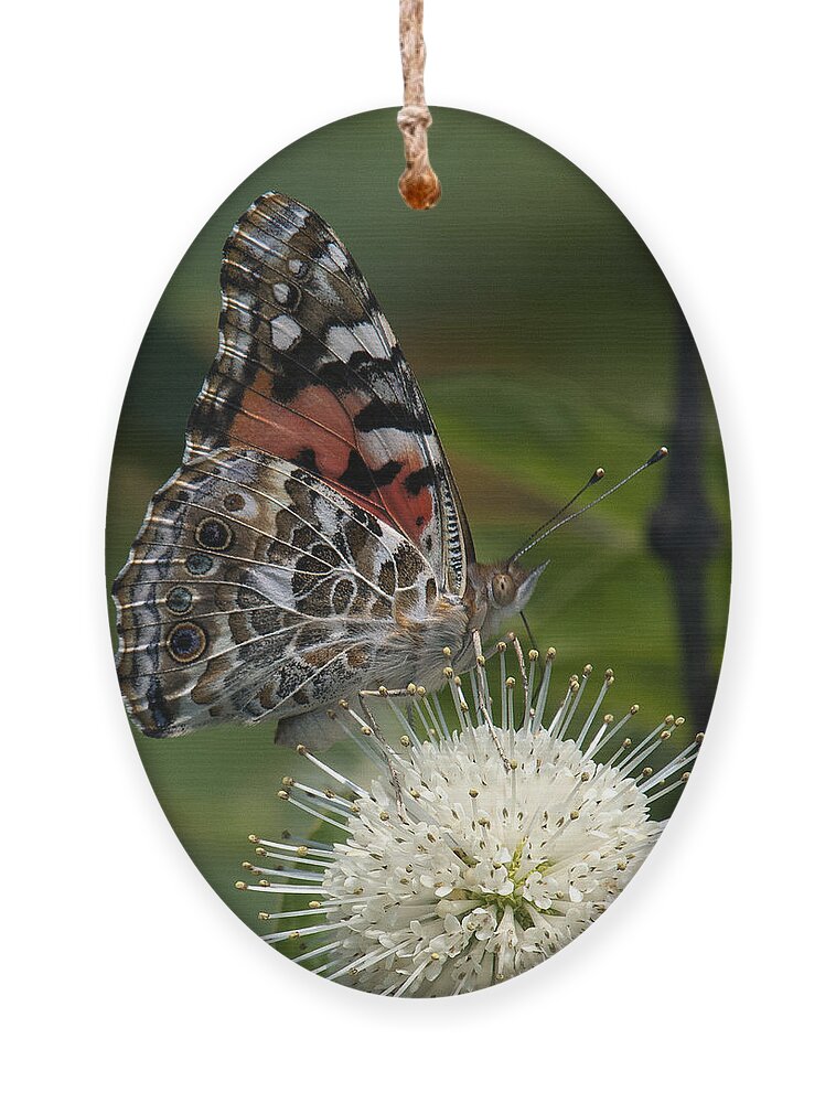 Study Ornament featuring the photograph Painted Lady Butterfly DIN049 by Gerry Gantt