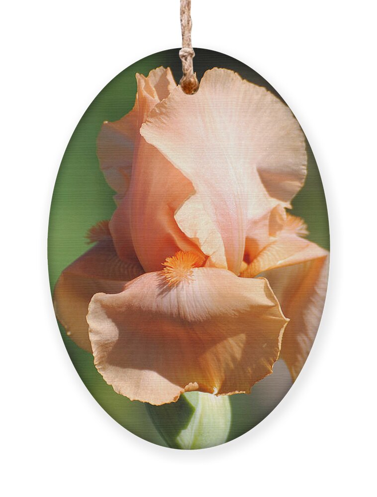 Beautiful Iris Ornament featuring the photograph Peach Iris Flower II by Jai Johnson