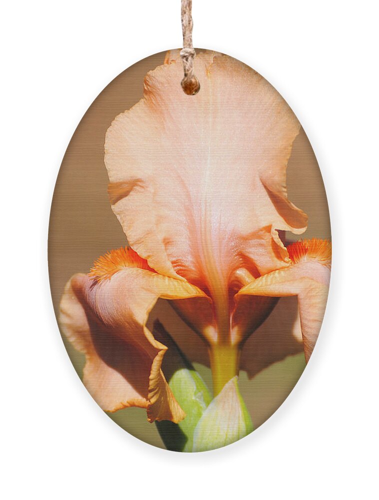 Beautiful Iris Ornament featuring the photograph Peach Iris Flower by Jai Johnson
