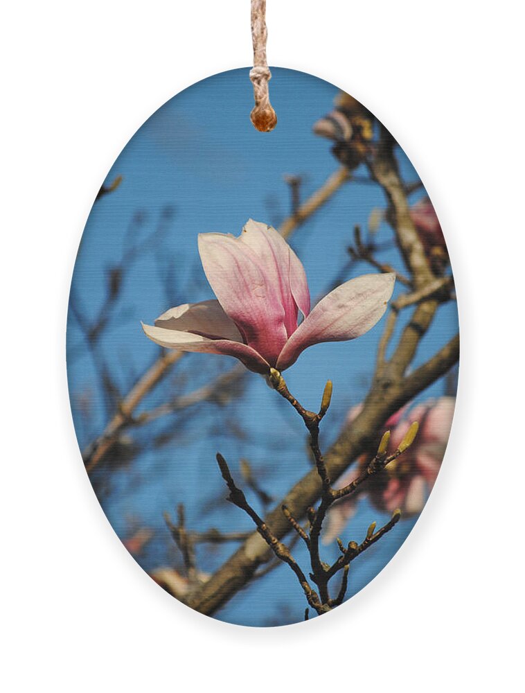 Flower Ornament featuring the photograph Pink Magnolia Flower by Jai Johnson