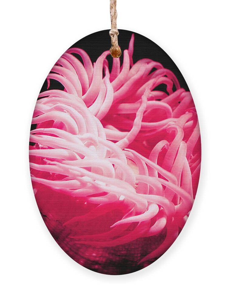 Anemones Photographs Ornament featuring the photograph Pink Sea Anemones at Oklahoma Aquarium 2005 by Toni Hopper