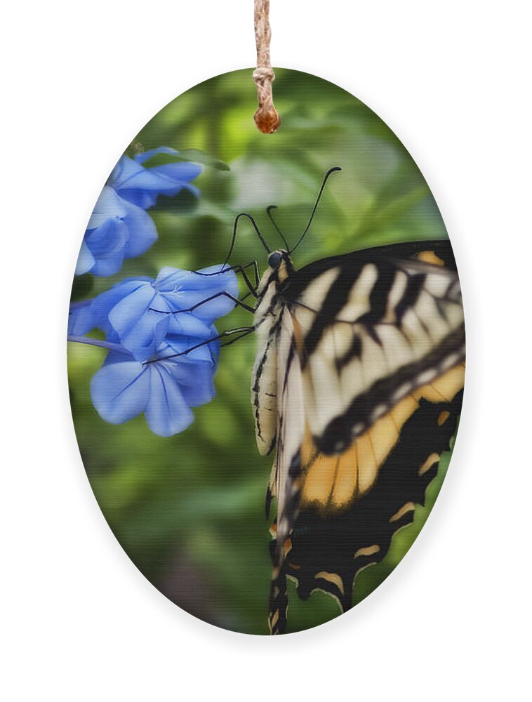Plumbago Ornament featuring the photograph Plumbago and Swallowtail by Steven Sparks