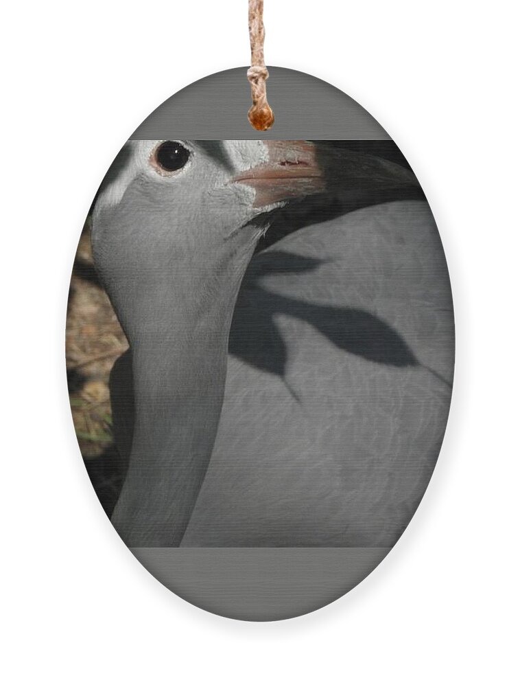 Bird Ornament featuring the photograph psst I see you by Kim Galluzzo