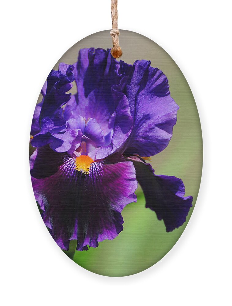 Beautiful Iris Ornament featuring the photograph Purple and Orange Iris 2 by Jai Johnson