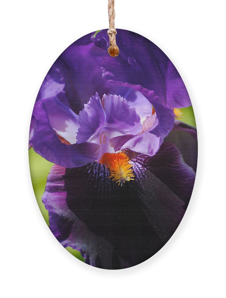 Beautiful Iris Ornament featuring the photograph Purple and Orange Iris 3 by Jai Johnson