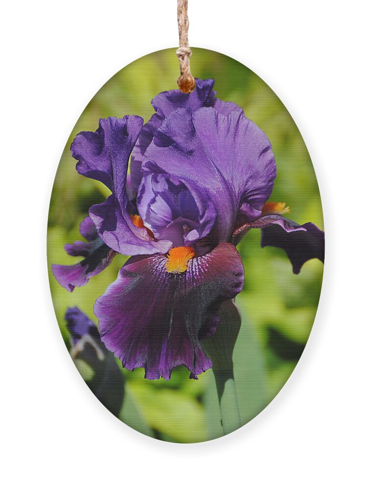 Beautiful Iris Ornament featuring the photograph Purple and Orange Iris Flower by Jai Johnson