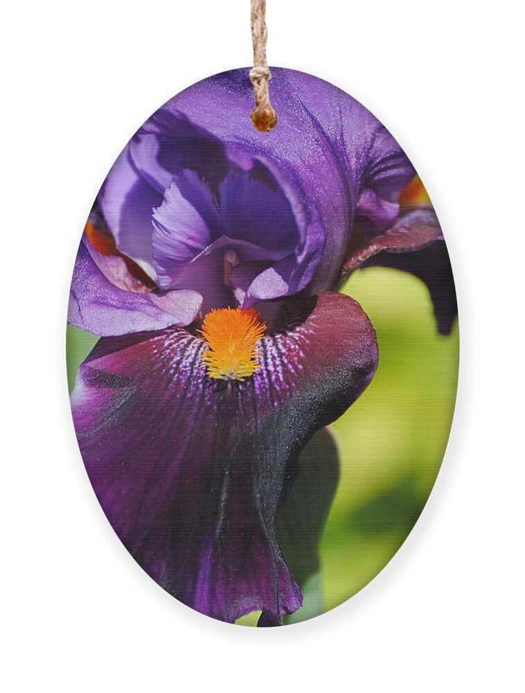 Beautiful Iris Ornament featuring the photograph Purple and Orange Iris II by Jai Johnson