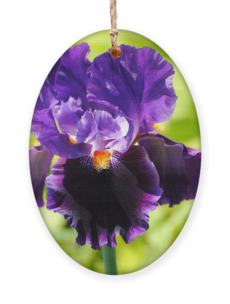 Flower Ornament featuring the photograph Purple and Orange Iris by Jai Johnson
