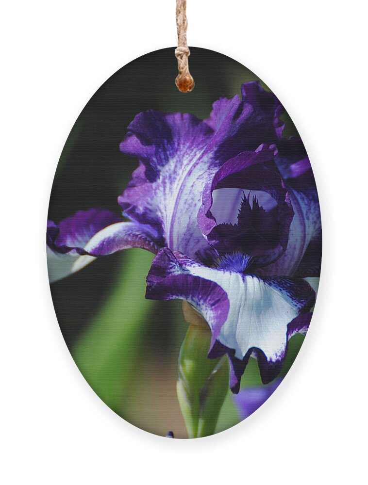 Beautiful Ornament featuring the photograph Purple and White Iris by Jai Johnson