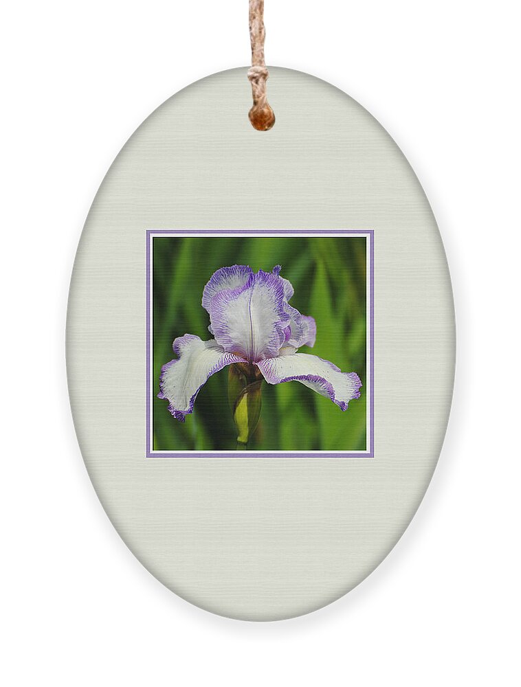 beautiful Iris Ornament featuring the photograph Purple and White Iris Photo Square by Jai Johnson