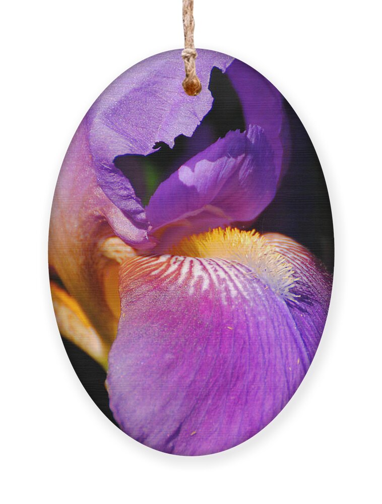 Beautiful Iris Ornament featuring the photograph Purple and Yellow Iris Close Up II by Jai Johnson