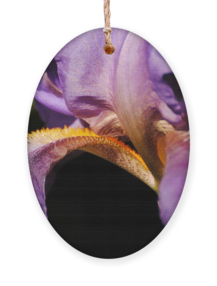 Beautiful Iris Ornament featuring the photograph Purple and Yellow Iris Close Up by Jai Johnson
