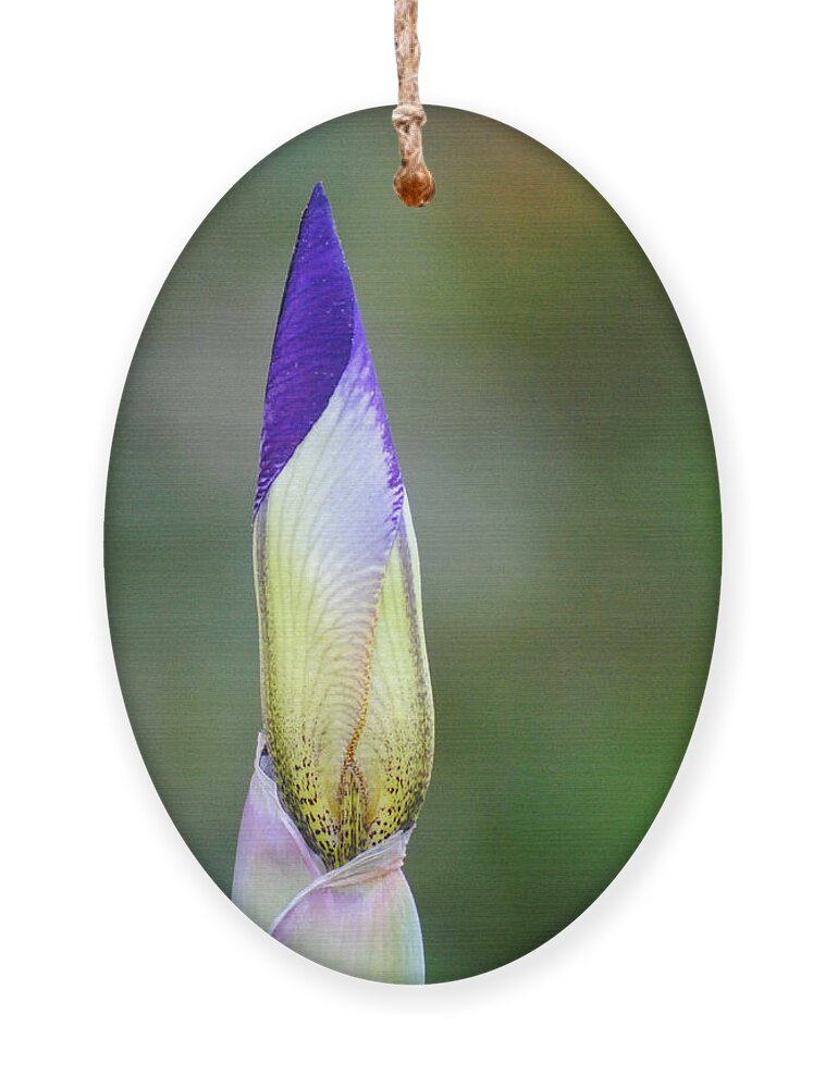 Beautiful Iris Ornament featuring the photograph Purple and Yellow Iris Flower Bud by Jai Johnson