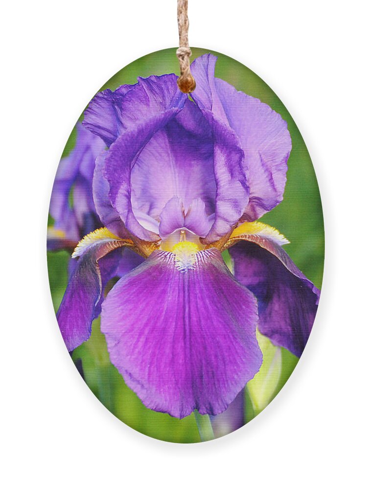 Beautiful Iris Ornament featuring the photograph Purple and Yellow Iris Flower by Jai Johnson