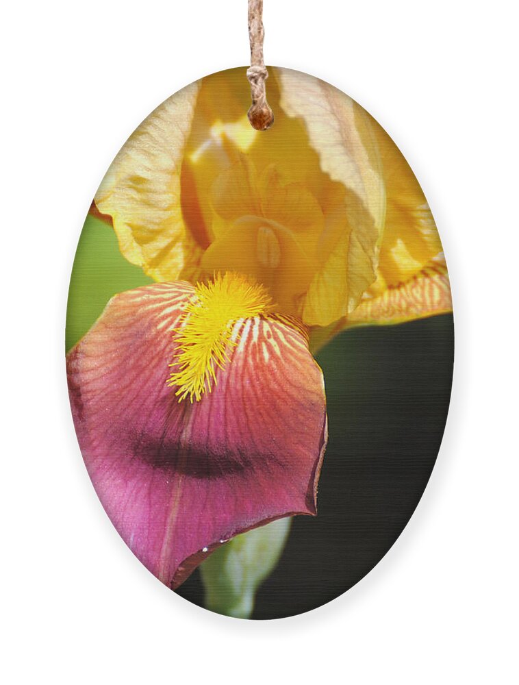 Beautiful Ornament featuring the photograph Purple and Yellow Iris III by Jai Johnson