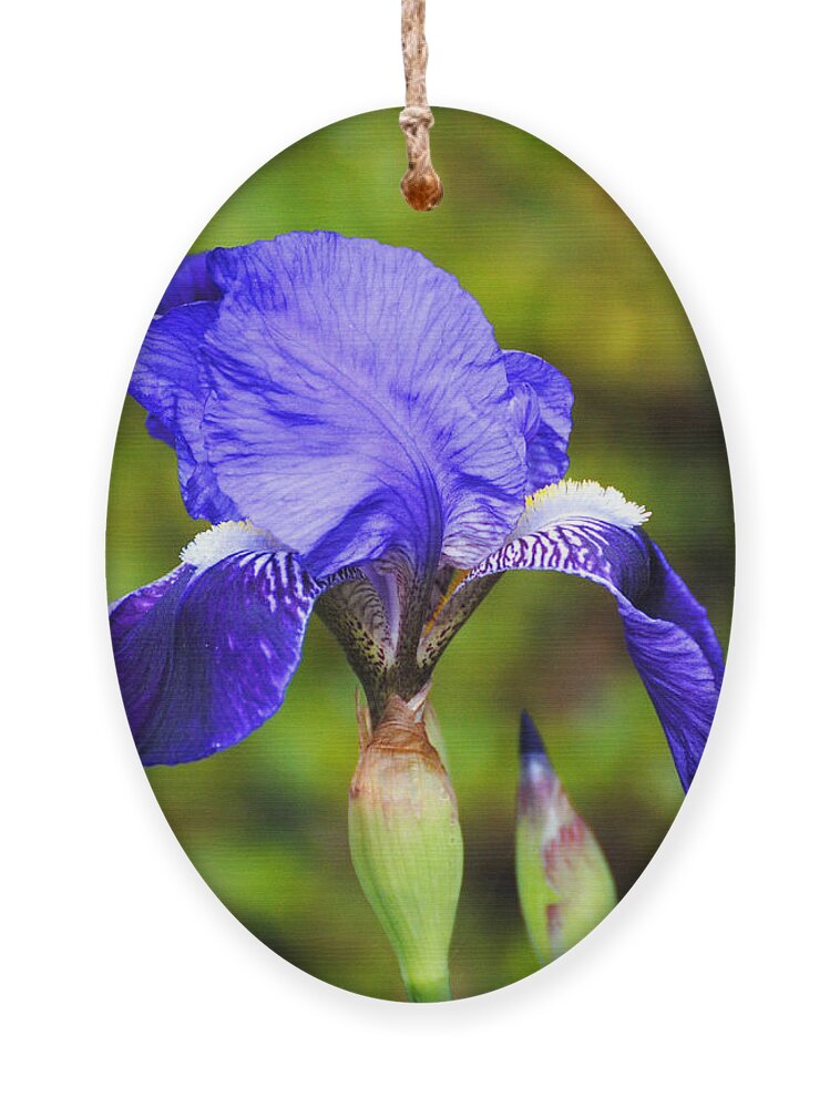 Beautiful Iris Ornament featuring the photograph Purple Iris Flower by Jai Johnson