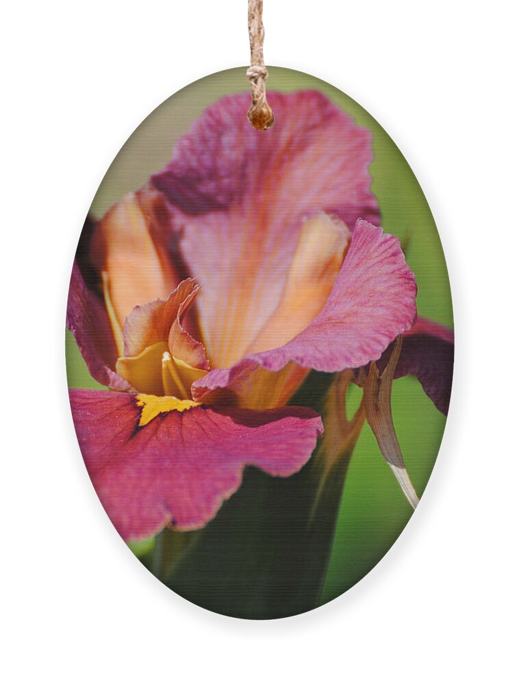 Beautiful Ornament featuring the photograph Red Iris by Jai Johnson