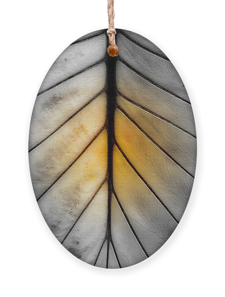 Leaf Ornament featuring the photograph Ribs by Marie Jamieson