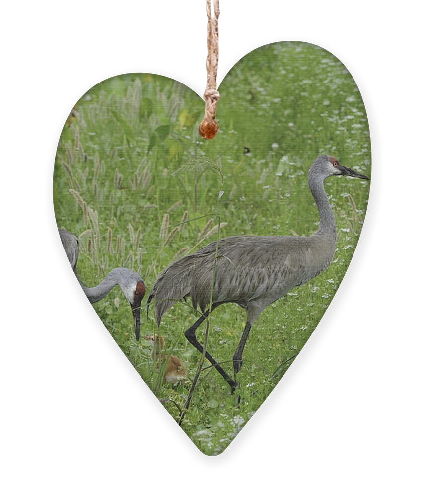 Sandhill Crane Ornament featuring the photograph Sandhill Cranes and chick by Bradford Martin