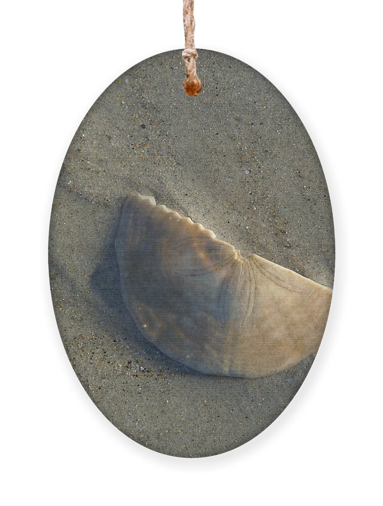 Sand Dollar Ornament featuring the photograph Sandollar in Maine by Nancy Griswold