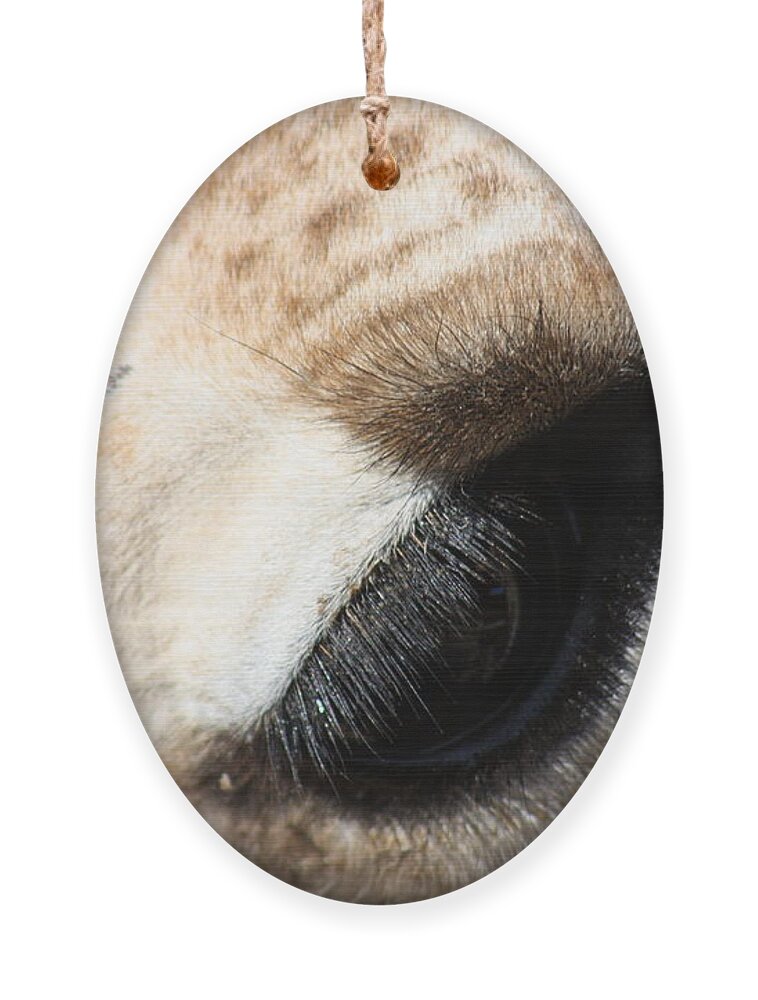 Eye Ornament featuring the photograph Says So Much by Kim Galluzzo