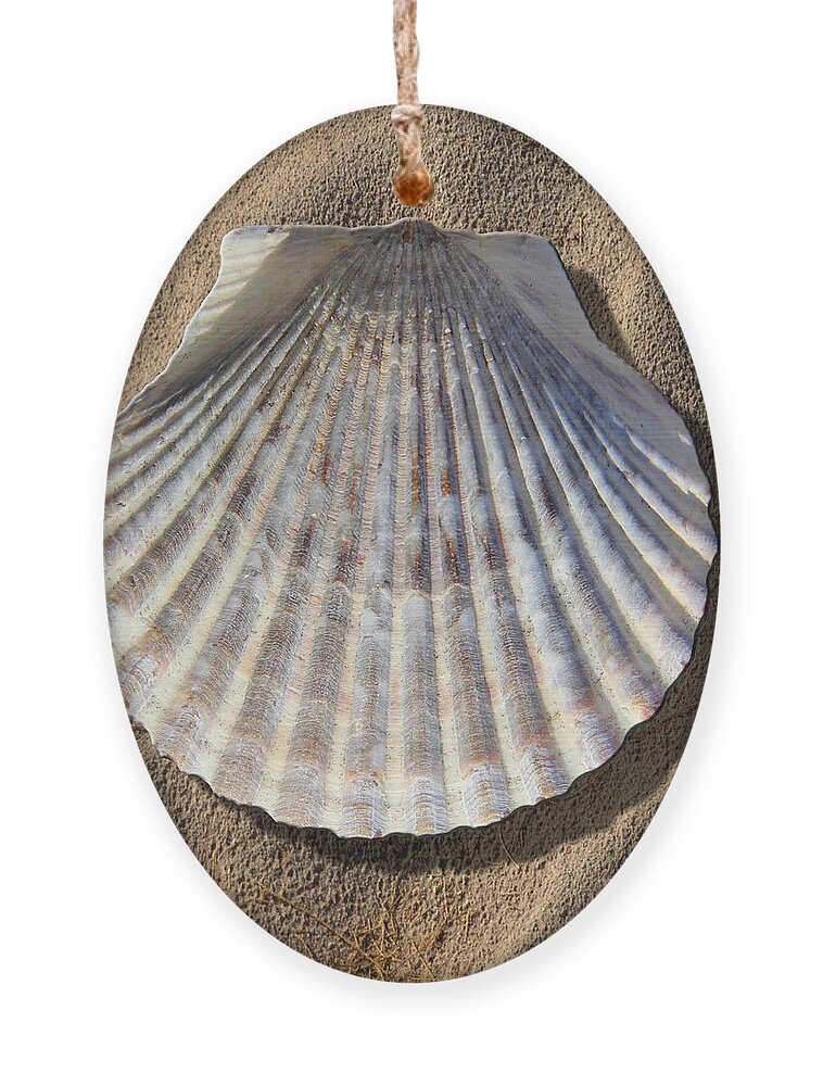 Sea Shell Ornament featuring the photograph Sea Shell 2 by Mike McGlothlen