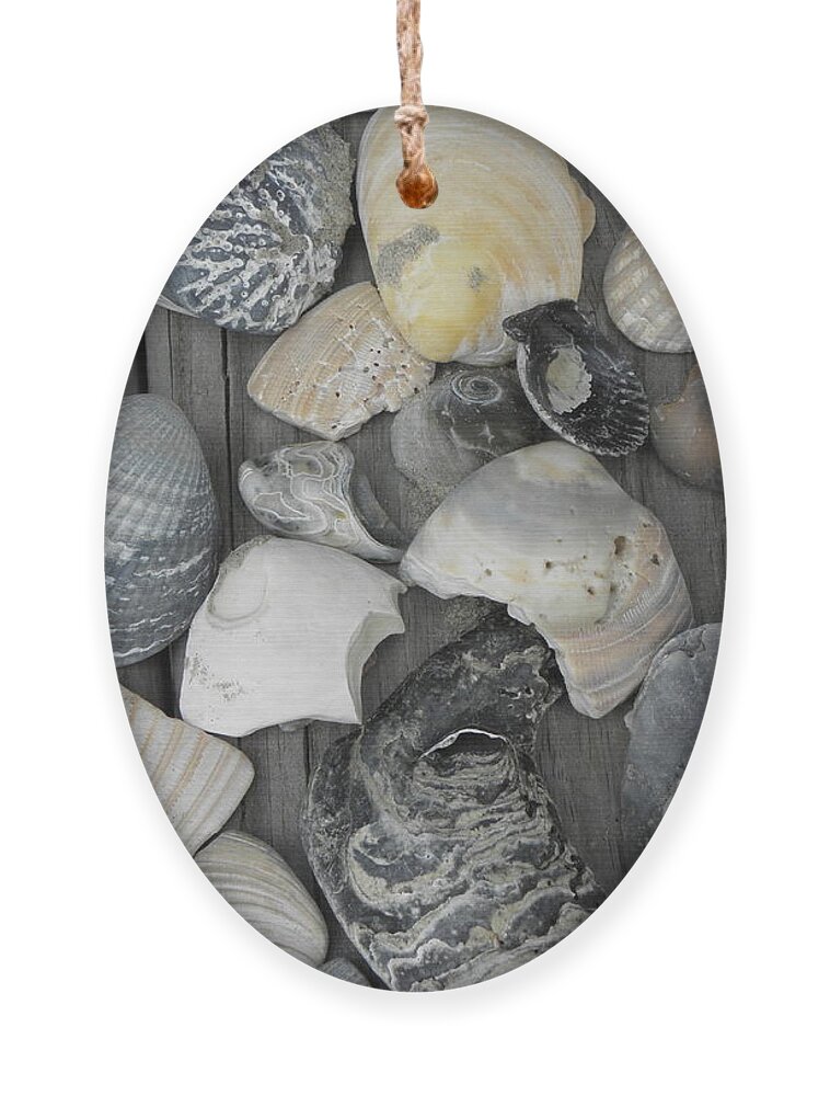 Sea Shells Ornament featuring the photograph Shells Shells Shells by Kim Galluzzo