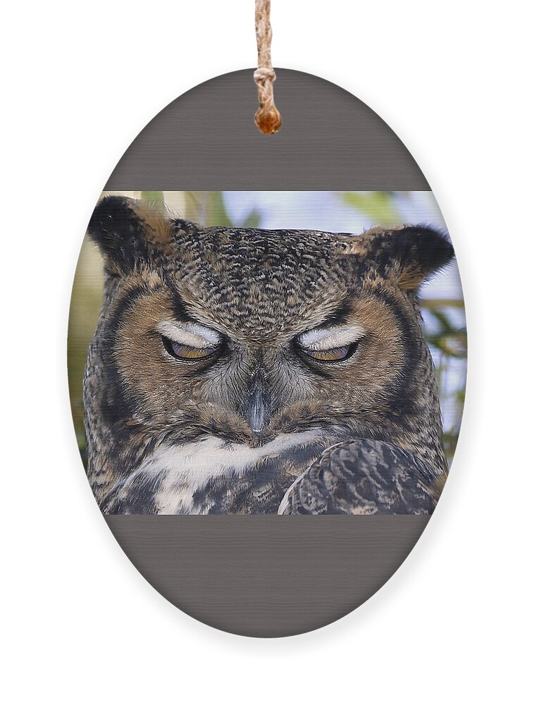 Landscape Ornament featuring the photograph Sleepy owl by John T Humphrey